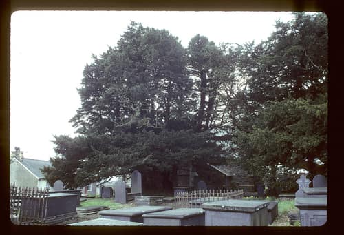 English Yew reference
