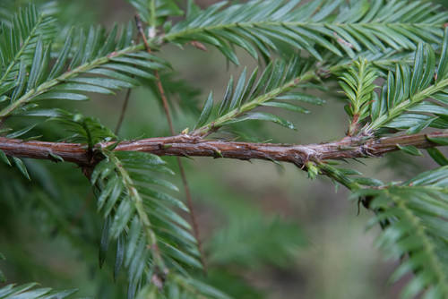 Pacific Yew reference