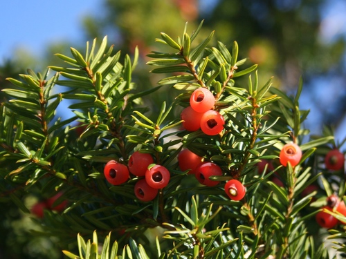 Japanese Yew reference