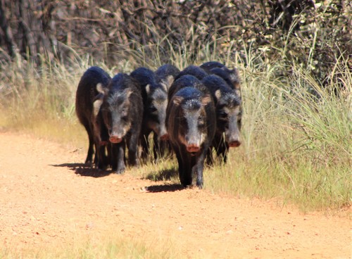 White-lipped Peccary reference
