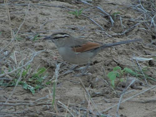 Brown-crowned Tchagra reference