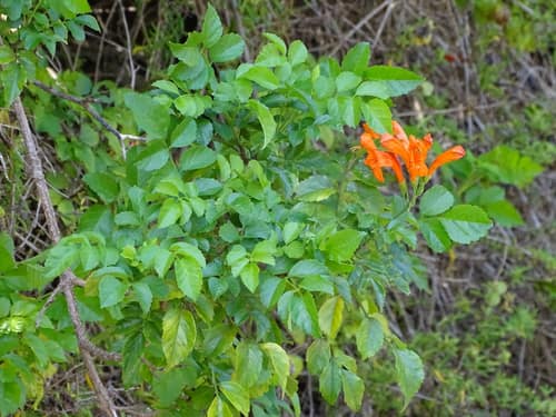 Cape Honeysuckle reference