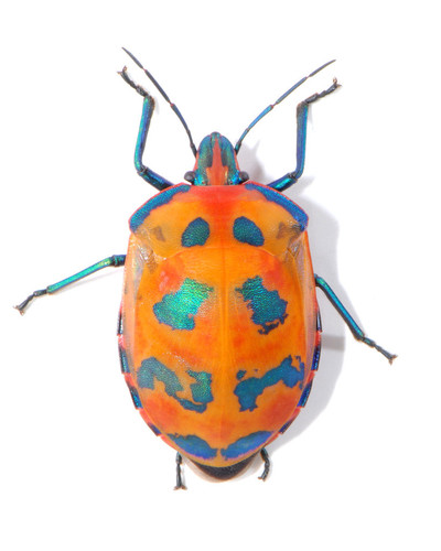 Cotton Harlequin Bug reference