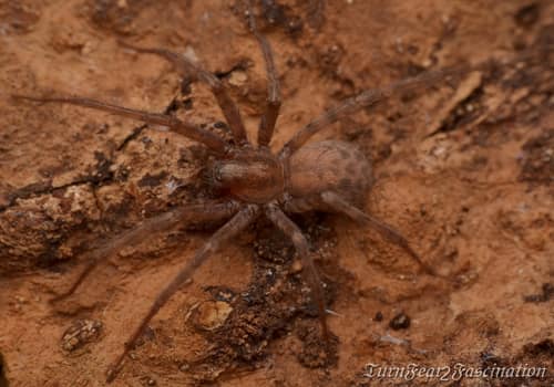 Barn Funnel Weaver reference