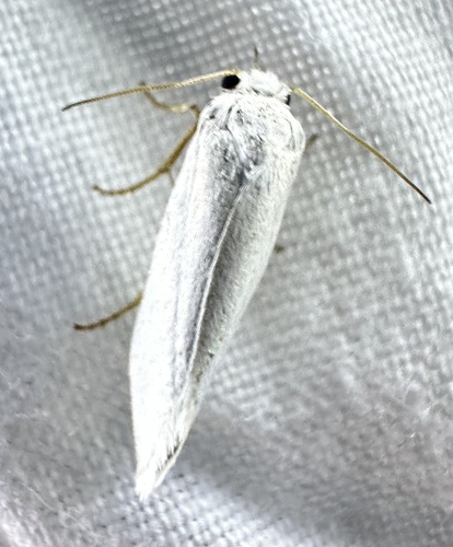 Yucca Moth reference