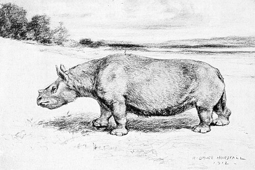 Barrel-Chested Rhinoceros reference