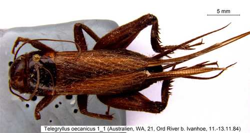 Oceanic Field Cricket reference