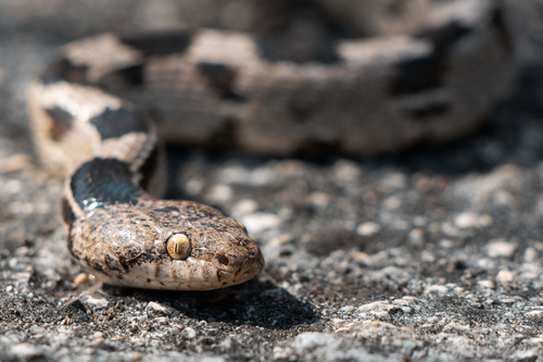 European Cat Snake reference