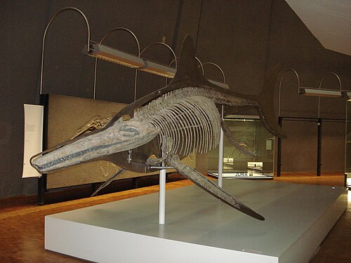 Temnodontosaurus reference