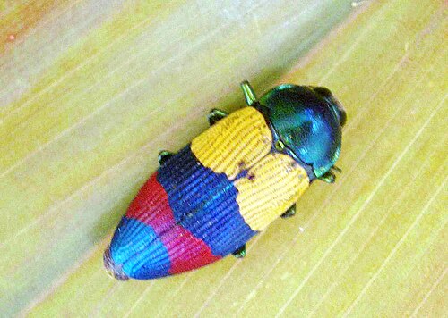 Alternating Jewel Beetle reference