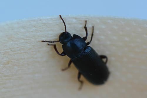 Yellow Mealworm Beetle reference