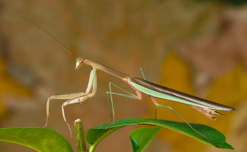 Chinese Mantis reference