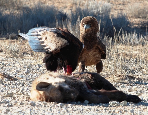 Bateleur reference