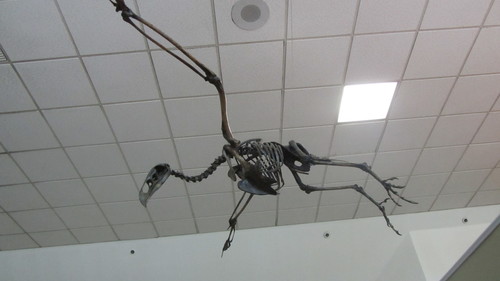 Merriam's Teratorn reference