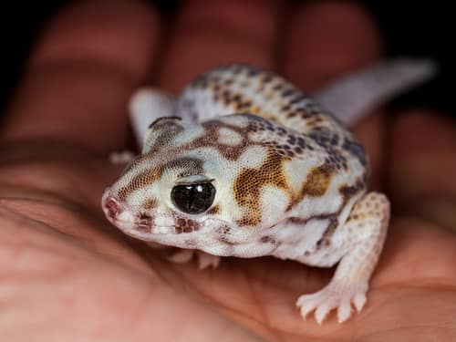 Common Wonder Gecko reference