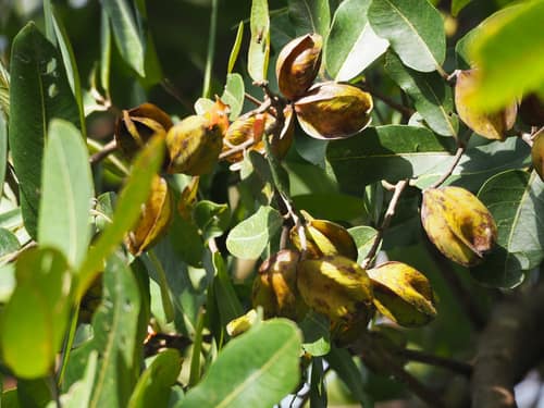 Arjun Tree reference
