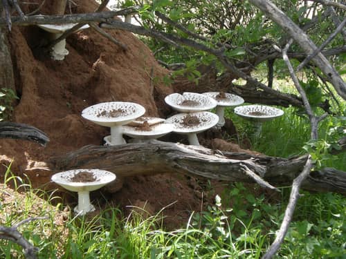 Reticulate Termite Mushroom reference
