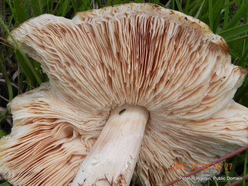 Umbrella Termite Mushroom reference
