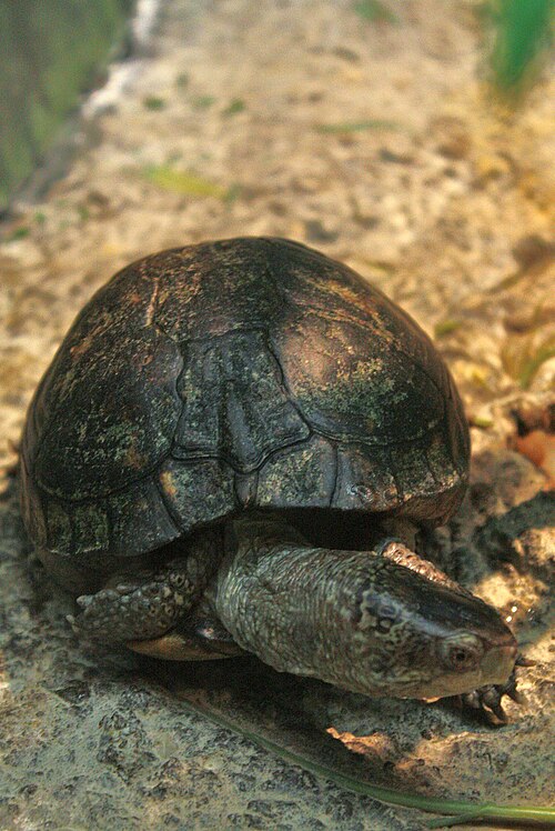 Coahuilan Box Turtle reference