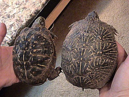 Ornate Box Turtle reference