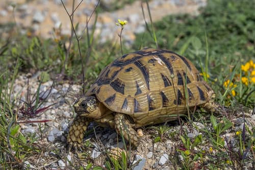 Greek Tortoise reference