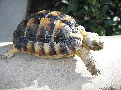 Egyptian Tortoise reference
