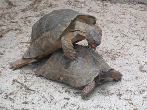 Marginated Tortoise reference