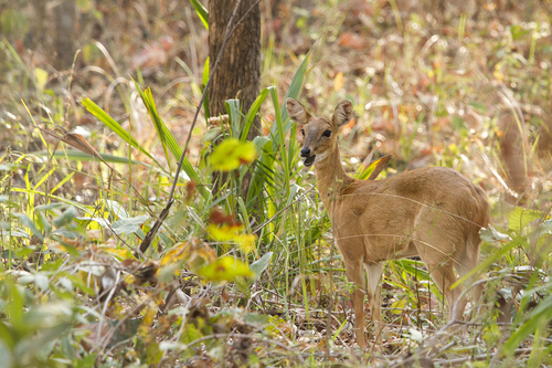Four-horned Antelope reference