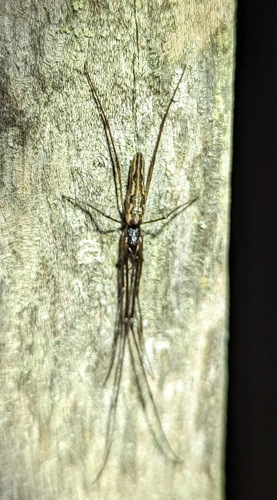 Long-jawed Orbweaver reference