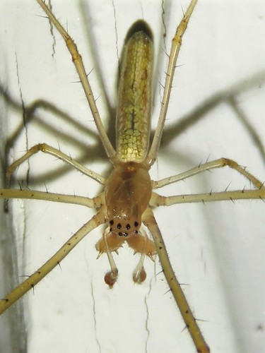 Silver Long-jawed Orbweaver reference
