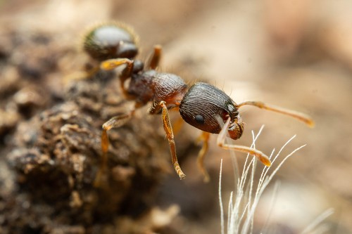 European Pavement Ant reference