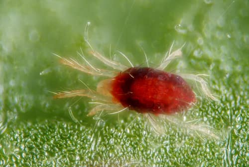 Two-Spotted Spider Mite reference
