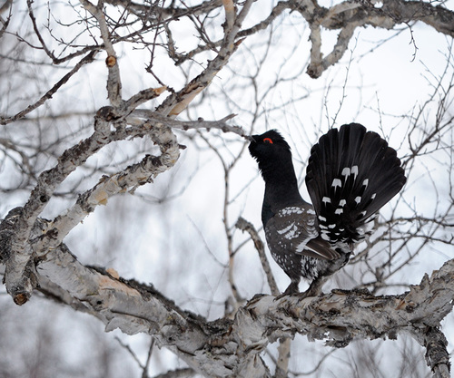 Black-billed Capercaillie reference