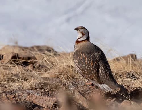Himalayan Snowcock reference