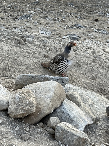 Tibetan Snowcock reference
