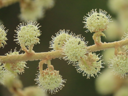 Rice-Paper Plant reference
