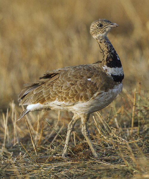 Little Bustard reference