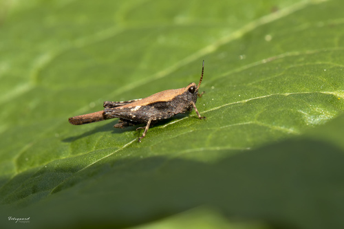 Slender Groundhopper reference