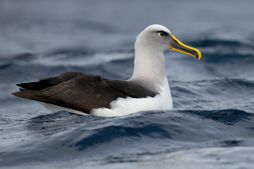 Buller's Albatross reference