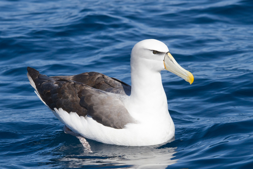 Shy Albatross reference
