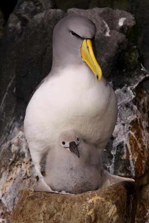 Chatham Albatross reference