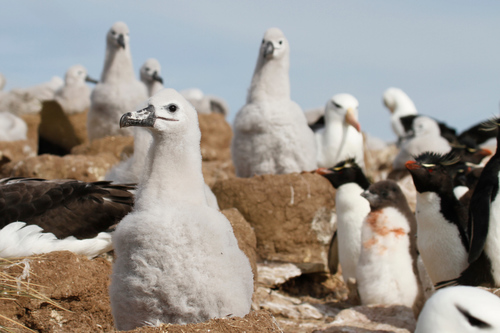 Black-browed Albatross reference