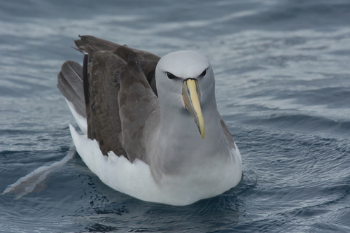 Salvin's Albatross reference