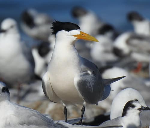 Greater Crested Tern reference