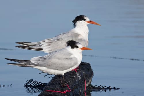 Elegant Tern reference