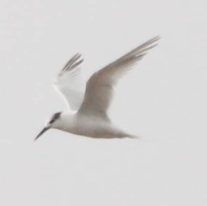 Sandwich Tern reference