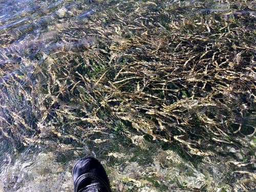 Turtle Grass reference
