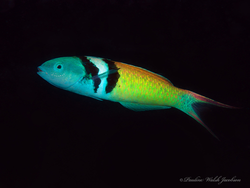 Bluehead Wrasse reference