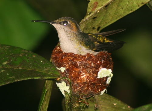 Violet-capped Woodnymph reference