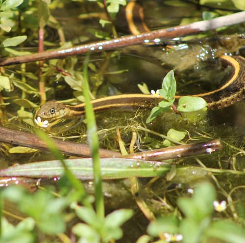 Pacific Garter Snake reference